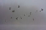 Bufflehead In Flight